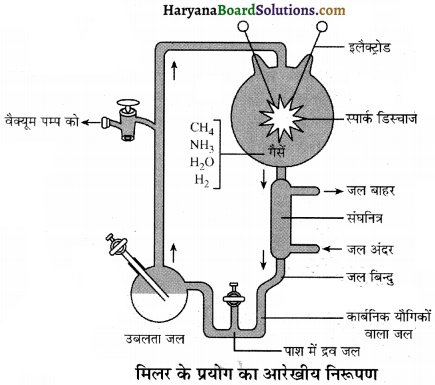 HBSE 12th Class Biology Important Questions Chapter 7 विकास 21