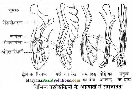 HBSE 12th Class Biology Important Questions Chapter 7 विकास 22