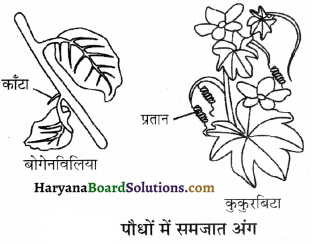 HBSE 12th Class Biology Important Questions Chapter 7 विकास 23