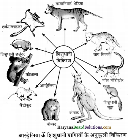 HBSE 12th Class Biology Important Questions Chapter 7 विकास 24
