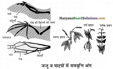 HBSE 12th Class Biology Important Questions Chapter 7 विकास 25