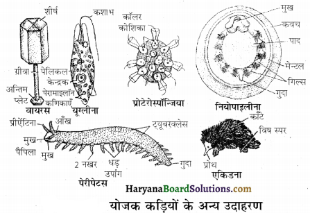 HBSE 12th Class Biology Important Questions Chapter 7 विकास 27