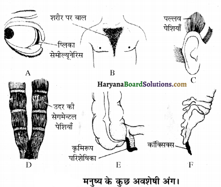 HBSE 12th Class Biology Important Questions Chapter 7 विकास 28