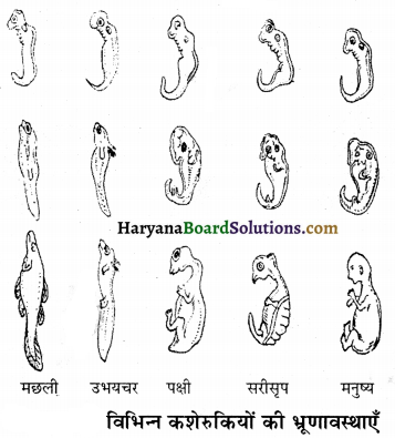 HBSE 12th Class Biology Important Questions Chapter 7 विकास 29