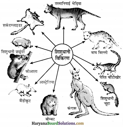 HBSE 12th Class Biology Important Questions Chapter 7 विकास 3