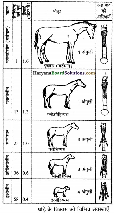 HBSE 12th Class Biology Important Questions Chapter 7 विकास 30
