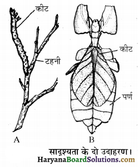 HBSE 12th Class Biology Important Questions Chapter 7 विकास 31