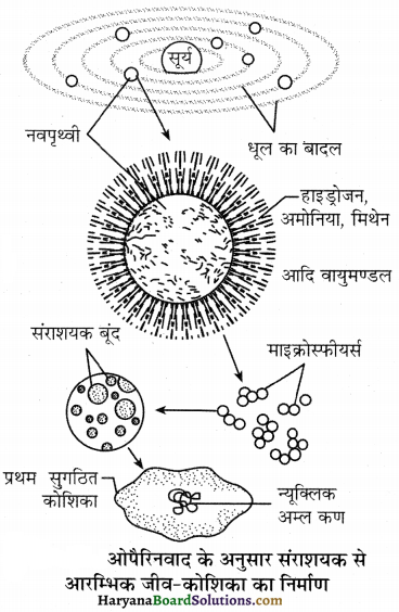 HBSE 12th Class Biology Important Questions Chapter 7 विकास 36