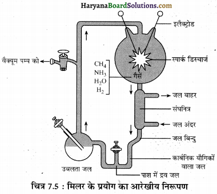 HBSE 12th Class Biology Important Questions Chapter 7 विकास 37
