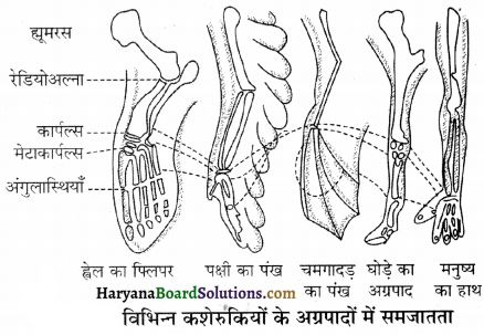 HBSE 12th Class Biology Important Questions Chapter 7 विकास 38