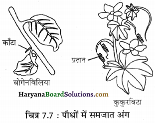 HBSE 12th Class Biology Important Questions Chapter 7 विकास 39