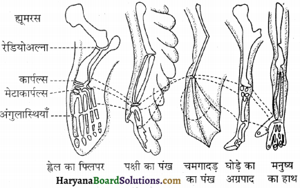 HBSE 12th Class Biology Important Questions Chapter 7 विकास 4