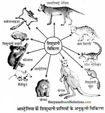 HBSE 12th Class Biology Important Questions Chapter 7 विकास 40