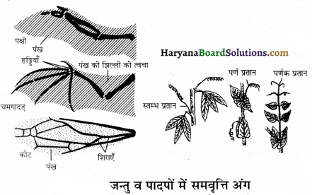 HBSE 12th Class Biology Important Questions Chapter 7 विकास 41