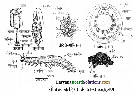 HBSE 12th Class Biology Important Questions Chapter 7 विकास 43