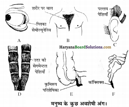 HBSE 12th Class Biology Important Questions Chapter 7 विकास 45