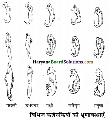 HBSE 12th Class Biology Important Questions Chapter 7 विकास 46