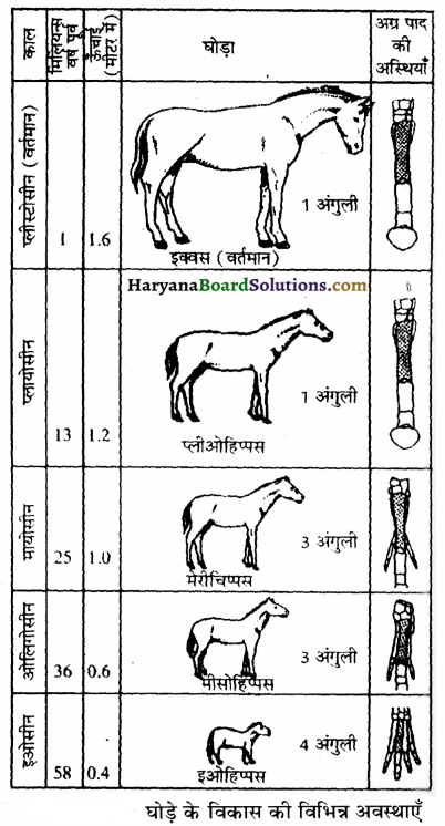 HBSE 12th Class Biology Important Questions Chapter 7 विकास 47