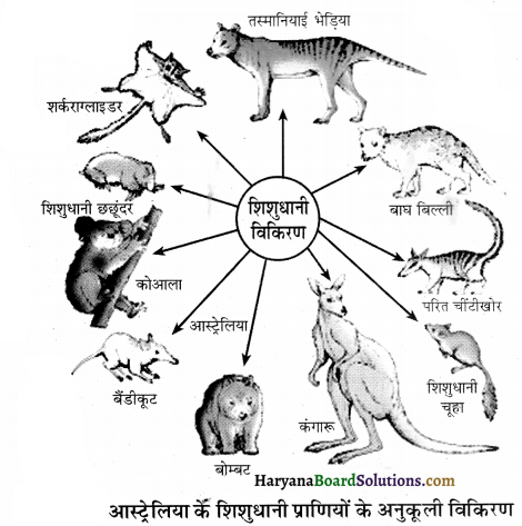 HBSE 12th Class Biology Important Questions Chapter 7 विकास 6