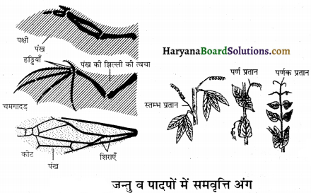 HBSE 12th Class Biology Important Questions Chapter 7 विकास 7