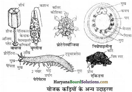 HBSE 12th Class Biology Important Questions Chapter 7 विकास 9